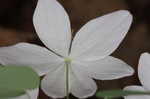 Rue anemone <BR>Windflower